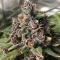 Purple Lemonade Auto RF3 Seeds (Fast Buds)