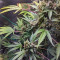 Purple Punch Auto Seeds