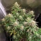 Royal Purple Kush Seeds