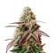Slush Mint Cake Seeds (Dutch Passion)