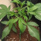 Graines féminisées de Strawberry Banana Auto (Fast Buds)