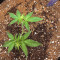 Semi femminizzati Tangie