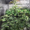Semi femminizzati Tangie