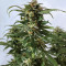 Tangie Regular seeds