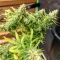 Tease Seeds