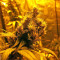 Tikal Seeds - Cannabis Strain Seeds for Sale