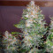 Semi femminizzati Trans Siberian Auto
