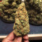 Venice Beach Afghan feminized seeds