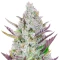 Wedding Glue Auto (Fast Buds)