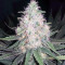 THC Bomb Regular (Bomb Seeds)