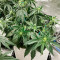 Bubblegum Autoflower (Herbies Seeds)