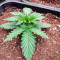 Chemdog Autoflower (Herbies Seeds)