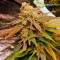 Vanilla Kush feminized seeds (Barney’s Farm)