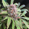Tangerine Dream Auto Feminized Seeds from Barney’s Farm