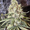 Amnesia Seeds (Seedstockers)