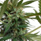 Auto New York City Diesel Seeds