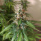 Berry Auto feminized seeds