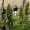 Graines de cannabis CBD Blue Shark (Barney's Farm)