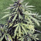 CBD Lemon Potion Auto Seeds
