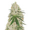 Canalope Haze regular seeds