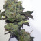 Girl Scout Cookies Seeds (Blimburn Seeds)