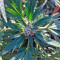 Green Crack Seeds (Humboldt Seeds Organization)