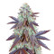 Grizzly Purple Kush (BlimBurn Seeds)