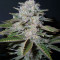 Head Stash Auto Seeds