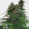 Kosher Kush (Reserva Privada)