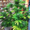 Mexican Sativa Seeds