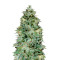 OG Kush Autoflowering CBD feminized seeds