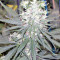 Panama D.C. Regular (CannaBioGen)