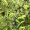 Graines de cannabis Panama Haze (Ace Seeds)