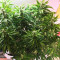 Semi femminizzati di Pineapple Glue