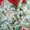 Graines de cannabis Snow Moon Regular (Ace Seeds)