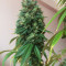 Graines de cannabis Sour Kush (Reserva Privada)