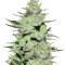 Graines de cannabis Unknown Kush (Delicious Seeds)