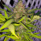 Auto Euforia (Dutch Passion)