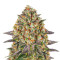 Banana Punch strain