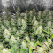 Blue Dream Autoflower Feminized Seeds (Seedkeepers)