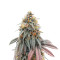 Blue Zushi Feminized Seeds (Original Sensible Seeds)