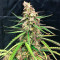 Fruit Punch Auto (Heavyweight Seeds)