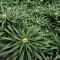 Sementes Feminizadas de Jack Herer (Seedkeepers)