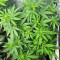 Purple Lemonade Fast Flowering (Fast Buds)