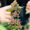 Purple Punch OG Seeds (Sweet Seeds)