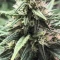 Gorilla Cookies Seeds