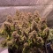 Gorilla Cookies Seeds