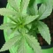 Blackberry Moonrocks Seeds (AlphaFem Seeds) - Cannabis Strain Seeds for Sale