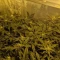 Blackberry Moonrocks Seeds (AlphaFem Seeds) - Cannabis Strain Seeds for Sale