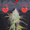 Venta de Lemon Pie Auto (Fast Buds) | Semillas de marihuana feminizadas
